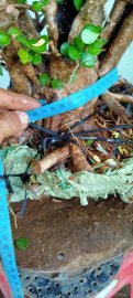 Cây kim tiền mới về
