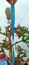Cây bùm sụm, trà phúc kiến sống khỏe