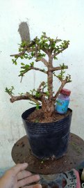 Cây bùm sụm, trà phúc kiến sống khỏe