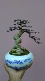 Linh sam trắng phớt hồng khoe xương
