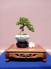 Linh sam trắng phớt hồng khoe xương