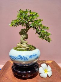 Linh sam trắng phớt hồng khoe xương