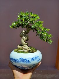 Linh sam trắng phớt hồng khoe xương