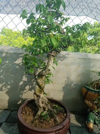 Lô khế gân mới về giao lưu anh chị em