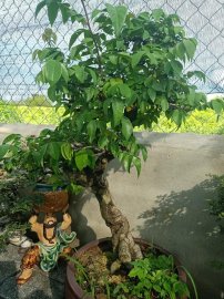 Lô khế gân mới về giao lưu anh chị em