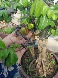 Lô khế gân mới về giao lưu anh chị em