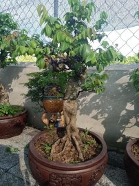 Lô khế gân mới về giao lưu anh chị em