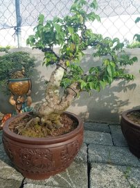 Lô khế gân mới về giao lưu anh chị em