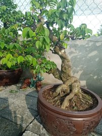 Lô khế gân mới về giao lưu anh chị em