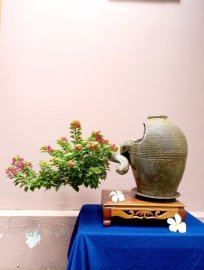 Hoa giấy Mỹ