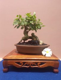 Hoa giấy Mỹ