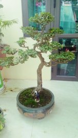 Kim quýt dáng tùng tuổi đời hơn 20 năm