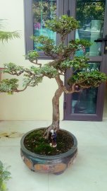 Kim quýt dáng tùng tuổi đời hơn 20 năm