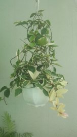 Lan cẩm cù đột biến