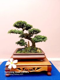 Mai chiếu thủy kim giòn