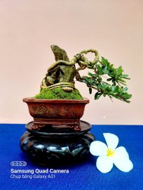 Chúc ngày mới an vui hạnh phúc