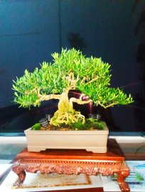 Buxus