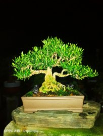 Buxus