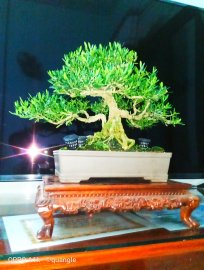 Buxus