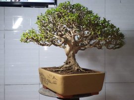 Hàng sam núi 
