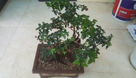 Kim quýt vườn nhà .trái chín đỏ cây