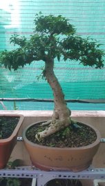 Mai chiếu thủy lá trung - vườn nhà