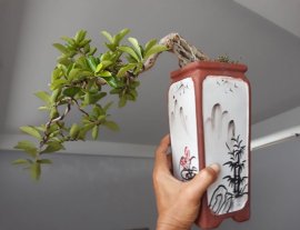 Sơ Ri bay trên chậu Mai Lan Cúc Trúc phiên bản Bát Tràng...