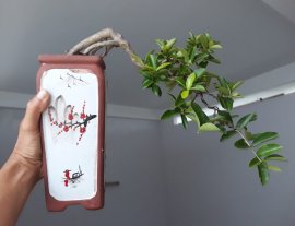 Sơ Ri bay trên chậu Mai Lan Cúc Trúc phiên bản Bát Tràng...