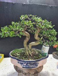 Linh sam siêu hoa rin 2 thân nuôi cốt cành