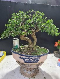 Linh sam siêu hoa rin 2 thân nuôi cốt cành