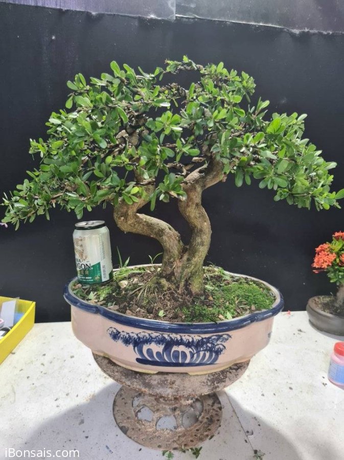 Linh sam siêu hoa rin 2 thân nuôi cốt cành