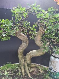 Linh sam siêu hoa rin 2 thân nuôi cốt cành