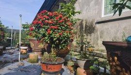 Trang sen đang hoa quá đẹp luôn