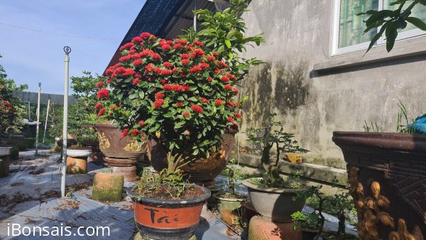 Trang sen đang hoa quá đẹp luôn