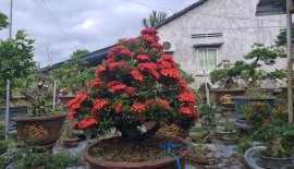 Mẫu đơn đỏ rất già, đẹp hơn người yêu cũ.