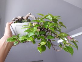 Hoa Giấy Xác Pháo zin...
