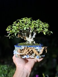 Mai chiếu thủy lá trung nu 