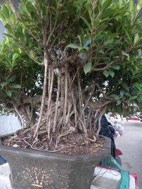Gừa bông