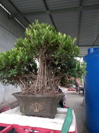 Gừa bông