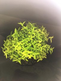 Mai chiếu thủy già chát!