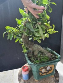 Mai vàng tự quắn giao lưu cả nhà