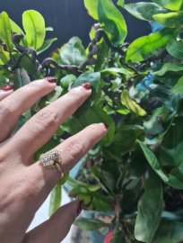 Mai vàng tự quắn giao lưu cả nhà
