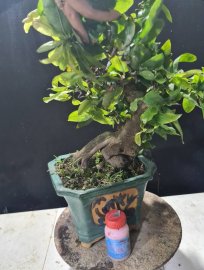Mai vàng tự quắn giao lưu cả nhà