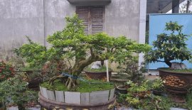 Nguyệt quế tàn bay già, nuôi cốt cành