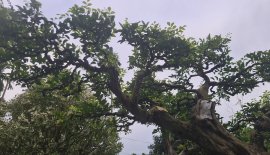 Nguyệt quế tàn bay già, nuôi cốt cành