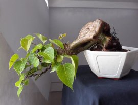 Lâm Vồ ( Đề Trắng ) dáng đổ...