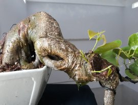 Lâm Vồ ( Đề Trắng ) dáng đổ...