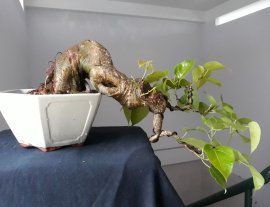 Lâm Vồ ( Đề Trắng ) dáng đổ...