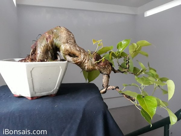 Lâm Vồ ( Đề Trắng ) dáng đổ...