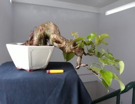 Lâm Vồ ( Đề Trắng ) dáng đổ...